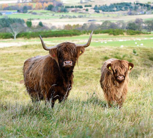 Aberdeenshire Highland Beef