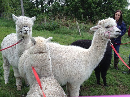 David's Hill Alpacas