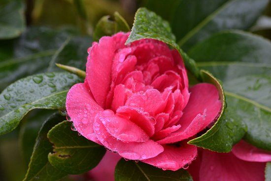 Kinlochlaich Garden Centre and Gardens