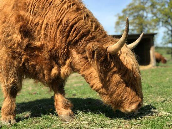 Robertson's The Larder Tomich Farm Shop and Petting Farm