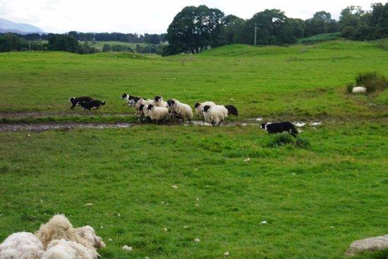 Working Sheepdogs