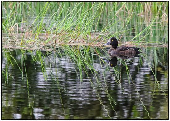 Highland Wildlife & Birdwatch Safaris