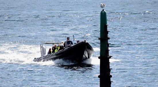 Stornoway Seafari