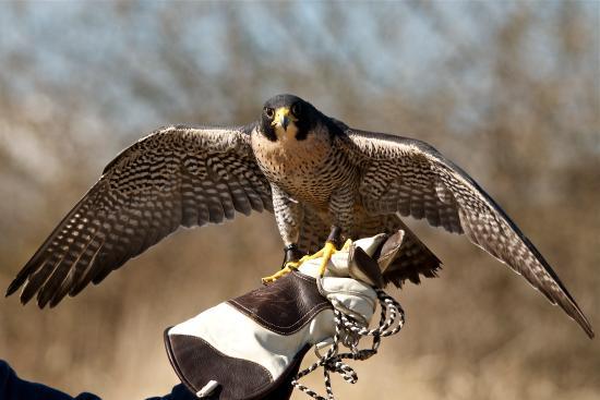 Senwick Falconry