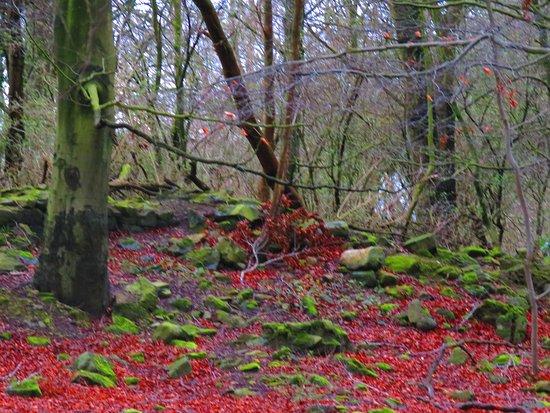 Craighall Den Circular Walk