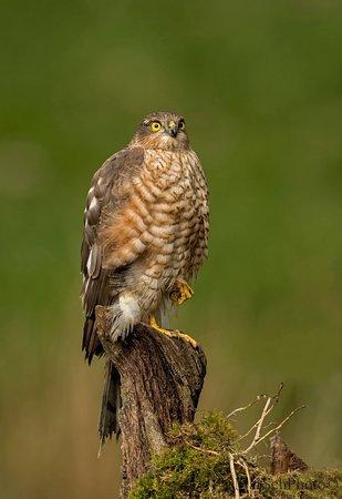 Scottish Photography Hides