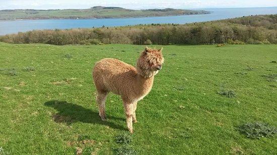Senwick Alpaca Trekking