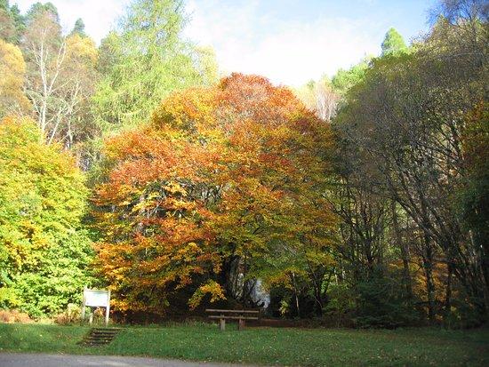 Lael Forest Walks