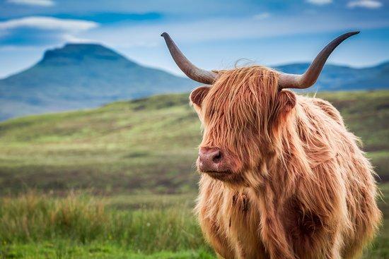 Highland Private Tours