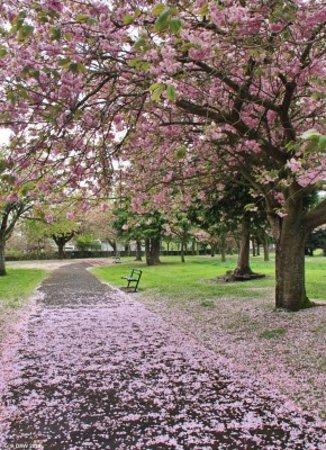 Anderson Memorial Park