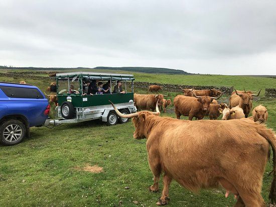 Kitchen Coos & Ewes