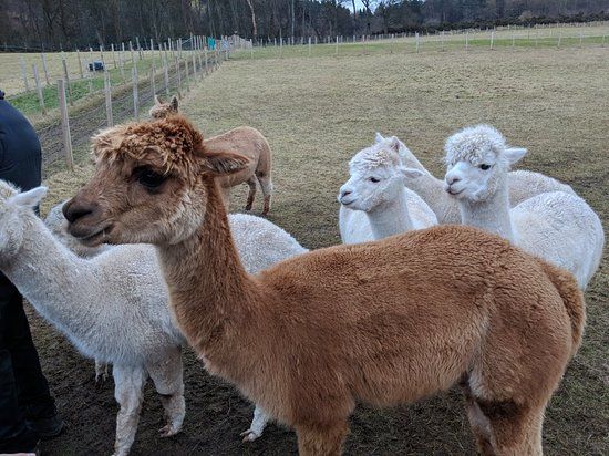 BobCat Alpacas