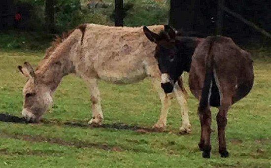 Lamont Farm Project