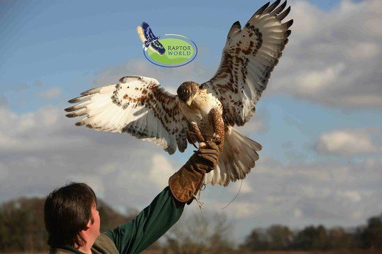Raptor World Interactive