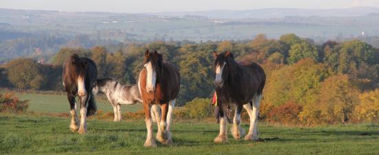 Blackstone Clydesdales & Dig-a-Day Experience