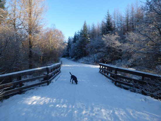 Fearnoch Forest