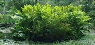 Linn Botanic Gardens & Nursery
