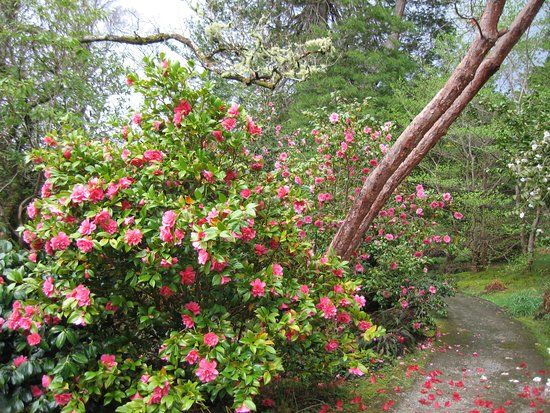 Leckmelm Shrubbery & Arboretum